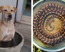 Extrémní vedra v Evropě: Jak se lidé starají o zvířata v těchto horkých dnech