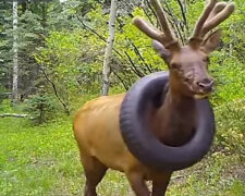 Z krku jelena sundali pneumatiku, kterou nosil 2 roky: co udělali odborníci