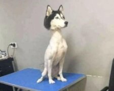 Pes. Foto: snímek obrazovky ridus.ru