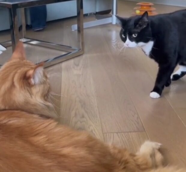 Kočka. Foto: snímek obrazovky TikTok