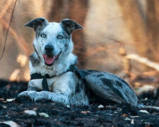 Medvěd: Jak hrdinný pes během australských požárech zachránil životy více než stovce koal