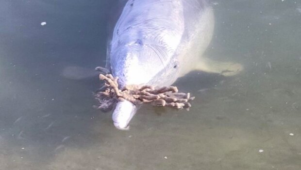 Delfín jménem Mystic, který žije v Austrálii, tesknil po lidech, kteří nemohli přijít na pláže, natolik, že jim přinosi dárky