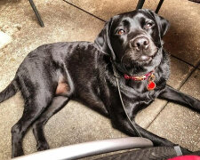 "Vycvičila jsem ji, aby mi pomáhala": Jako labrador jménem Lily se vždy stará o svou neslyšící sestru