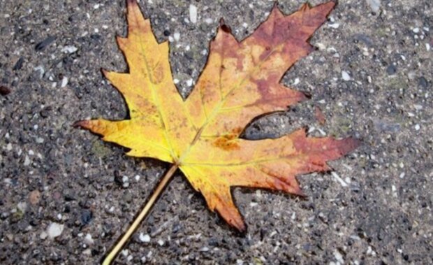 Podzimní počasí. Foto: snímek obrazovky stars24.cz