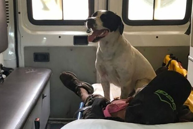 "V každé situaci nemůžeme přestat být lidmi": Proč věrní psi doprovázeli majitele v sanitce