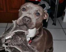 Dobrý pitbull přinesl domů těhotnou kočku a pomohl jí porodit