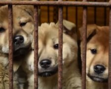 Pes. Foto: snímek obrazovky laykni.com