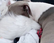 "To jsou moje děti" : jak modelka zajistila svým kočkám luxusní život