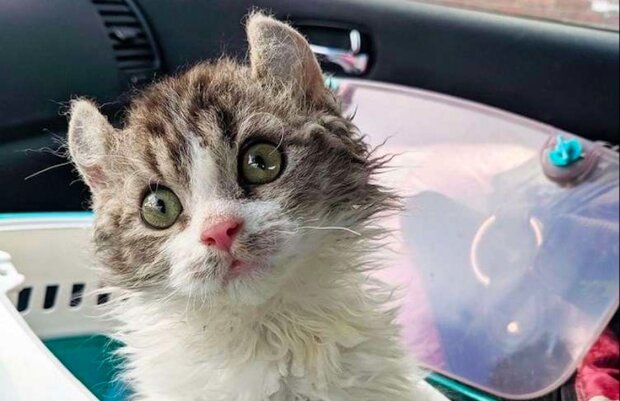 Žena chránila dvě koťata, která neměla ocasy