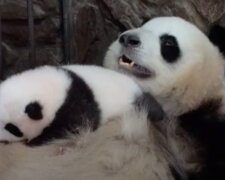 Okouzlující video: maminka-panda ukolébá její mládě