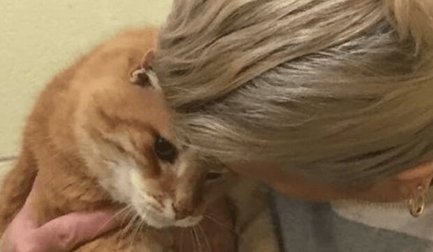 Žena si adoptovala kočku z útulku: druhý den se tam ale musela vrátit