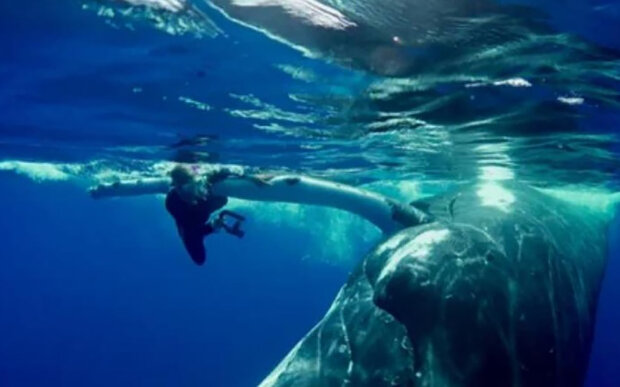Obrovská velryba tlačila ženu nosem: proč to dělala, se dozvědělo od svědků událostí