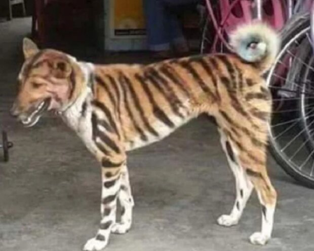 Pes. Foto: snímek obrazovky YouTube