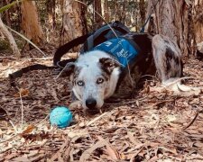 Pes. Foto: snímek obrazovky Instagram