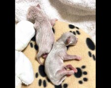 Osamoceným koťatům, která se objímala ve dvoře, byla poskytnuta pomoc právě včas