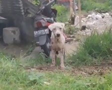 Pes. Foto: snímek obrazovky YouTube