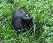 Když se kočka vrátila z procházky, majitel si všiml její podivné chování a pak našel malé zvíře na krku svého mazlíčka