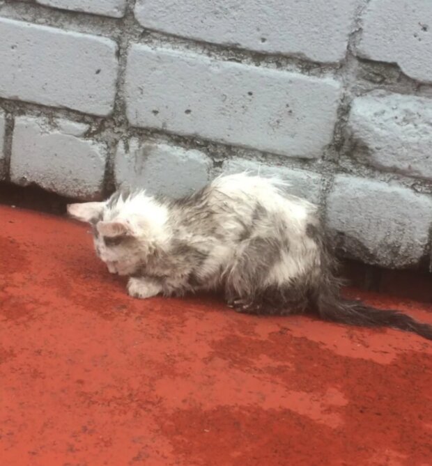 Kočka. Foto: snímek obrazovky laykni.com