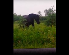 Dívky se potkali s krásným koněm a pustili hudbu: zvířecí reakce náhodou se natočili na video