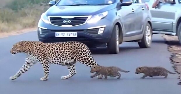 Vzácné snímky: leopard převáděla své koťata přes silnici
