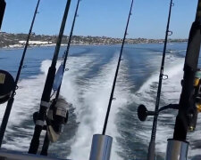 "Když začalo zapadat slunce, chytili jsme modrého tuňáka": Rybář zachránil velrybu, která se zamotala do sítí