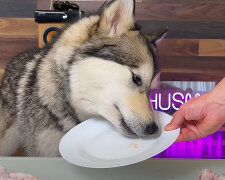 Zdravá strava: vědci řekli, kolikrát denně je třeba krmit psy