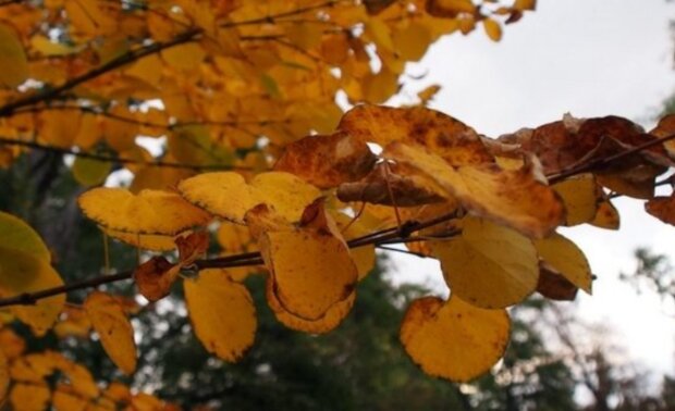 Podzimní počasí. Foto: snímek obrazovky stars24.cz