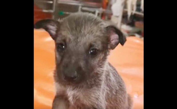 Malé štěně bylo včas zachráněno z rukou mladých barbarů: nyní neustále vrtí ocasem