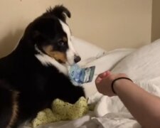 Pes. Foto: snímek obrazovky TikTok