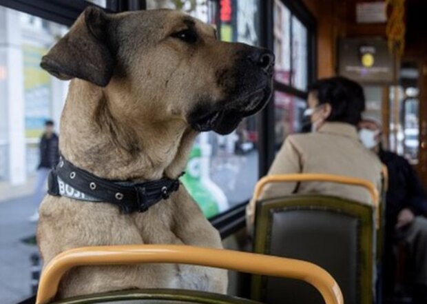 Pes. Foto: snímek obrazovky GETTY IMAGES