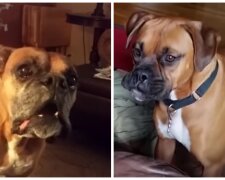 Pes. Foto: snímek obrazovky YouTube