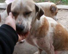 Pes. Foto: snímek obrazovky laykni.com