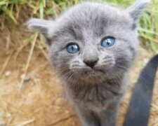 Přátelé se vrátili z rybaření s temeř žádnými rybami, ale se dvěma roztomilými koťaty