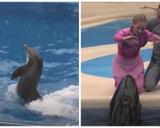 Robotický delfín. Foto: snímek obrazovky YouTube