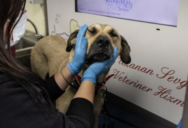 Pes. Foto: snímek obrazovky GETTY IMAGES