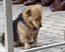 Ismailovo srdce nevydrželo. Uvědomil si, kam každý den utíká jeho pes: "Nechápal jsem to hned, ale slzy už tekly. Plakali jsme spolu"