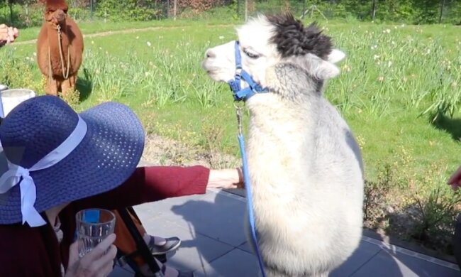 Alpaky přicházejí na návštěvu do důchodců, aby nebyli sami: podrobnosti se objevily v síti