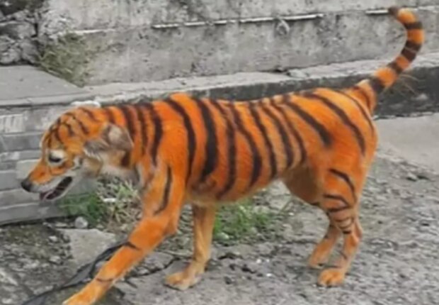 Pes. Foto: snímek obrazovky autoparus.by