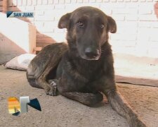 Jeden starší pár potkal toulavého psa, který vypadal moc zanedbaně: překonal 160 kilometrů kvůli svým zachráncům