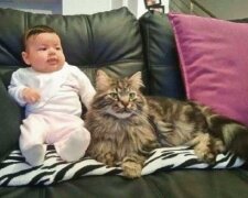 Na farmu náhodou zabloudil kocour a stal se druhou mámou majitelčina dítěte