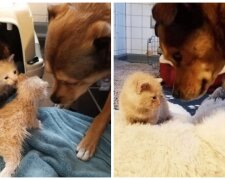 Pes a koťata. Foto: snímek obrazovky YouTube