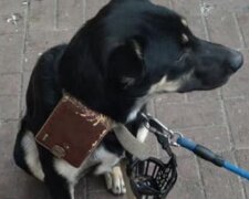 Pes. Foto: snímek obrazovky lemurov.net