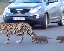 Vzácné snímky: leopard převáděla své koťata přes silnici