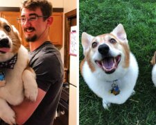Slečna jela koupit obyčejného corgi, ale dostala 25 kilogramů psa. Je také corgi, ale o něco větší