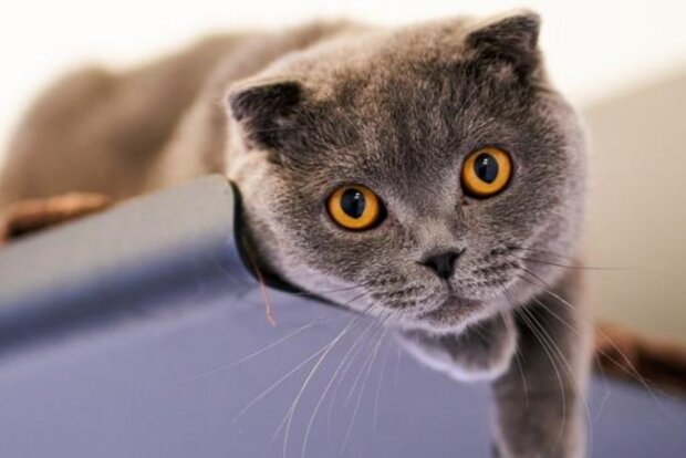 Kočka. Foto: snímek obrazovky dw.com