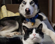 Vypadají jako dvojčata: jak mohou být podobná zvířata, která patří k různým druhům