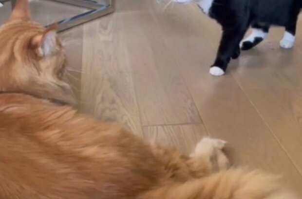 Kočka. Foto: snímek obrazovky TikTok