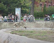 „Ochránce zoo Alex dlouho toužil potkat nějakou dívku. Osud mu dal šanci a on musel skočit do klece s dravci, aby zachránil svého kamaráda“: ze života