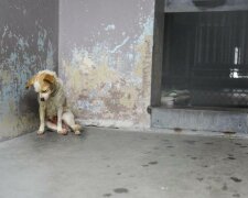 “Toto zákoutí je jeho minisvětem”. Přitom jen snil, aby ho někdo pohladil