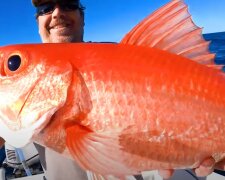 "To se stane, když jako dítě spláchnete zlatou rybku Freda na záchod": Rybář chytil obří zlatou rybku